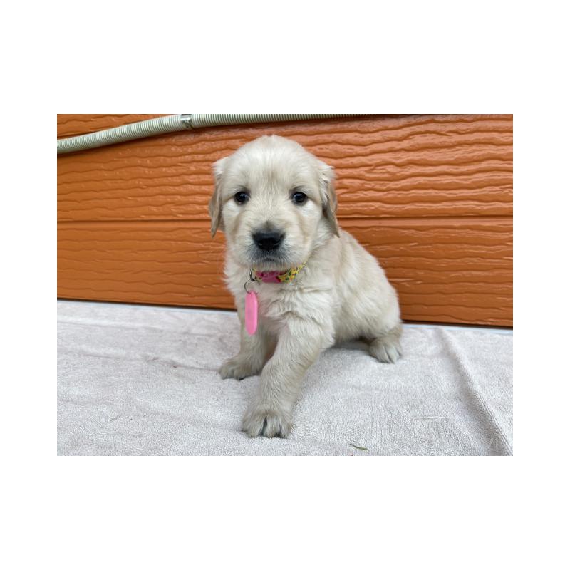 販売中の茨城県のゴールデンレトリーバー-433551の6枚目