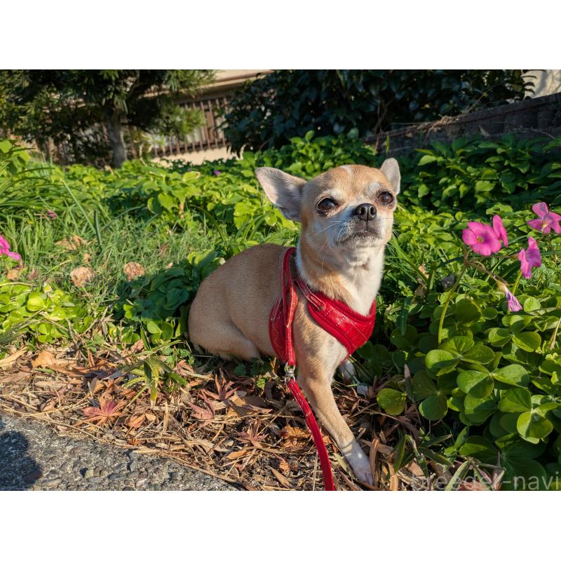 販売中の大分県のチワワ(スムースコート)-433554の3枚目