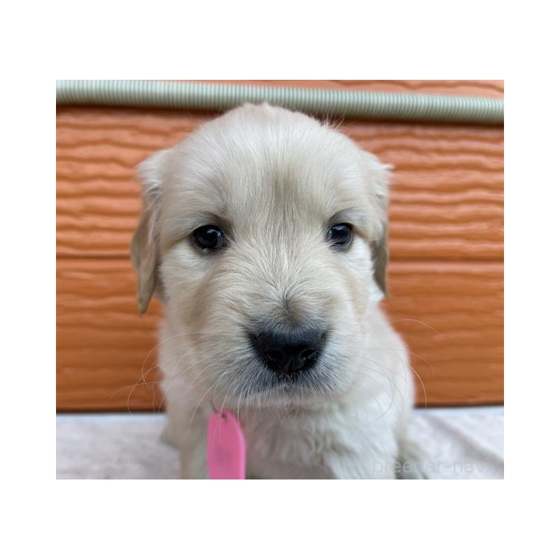 販売中の茨城県のゴールデンレトリーバー-433551の5枚目