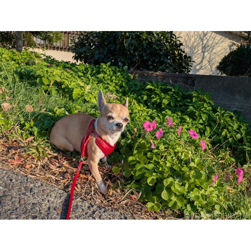 販売中の大分県のチワワ(スムースコート)-433554の2枚目