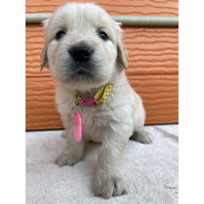 販売中の茨城県のゴールデンレトリーバー-433551の4枚目