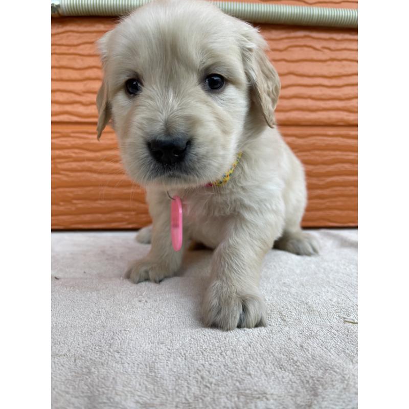 販売中の茨城県のゴールデンレトリーバー-433551の3枚目