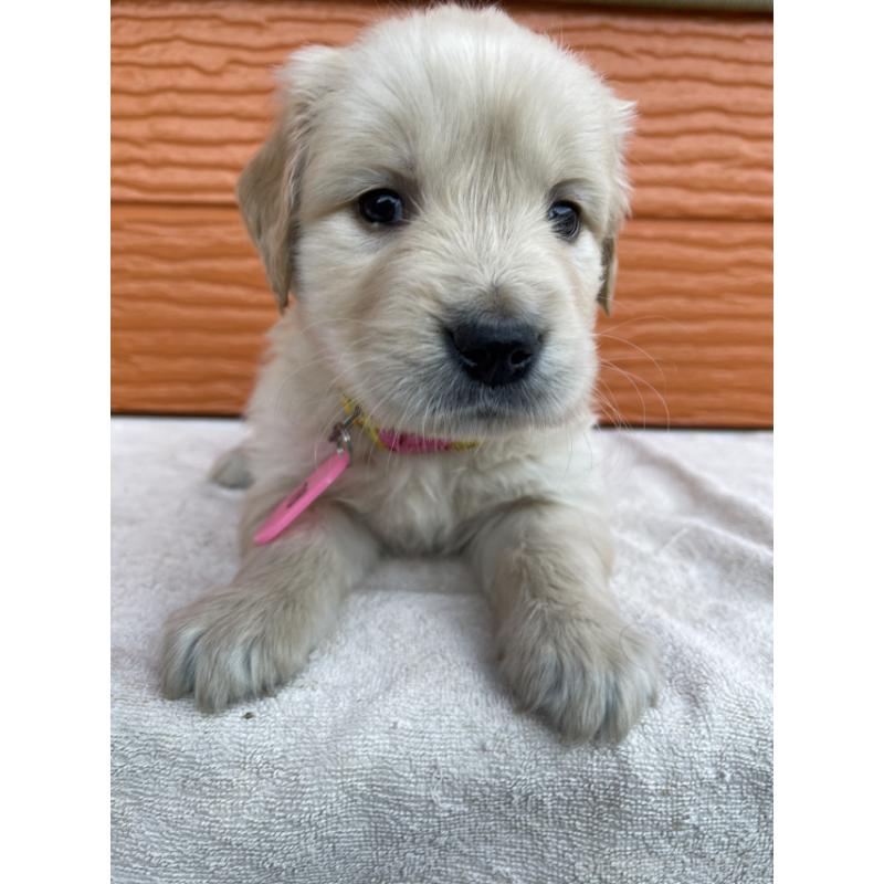 販売中の茨城県のゴールデンレトリーバー-433551の2枚目