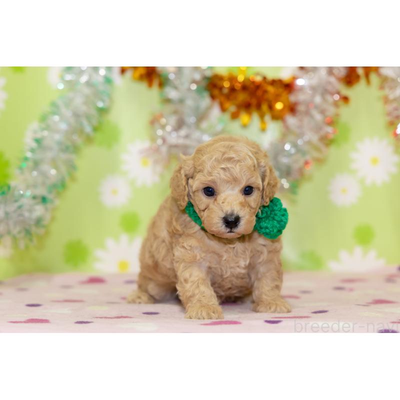 販売中の大分県のタイニープードル-433552の6枚目