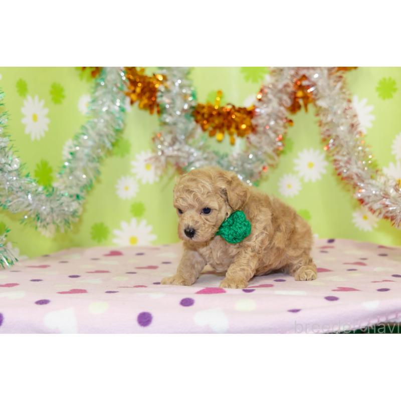 販売中の大分県のタイニープードル-433552の5枚目