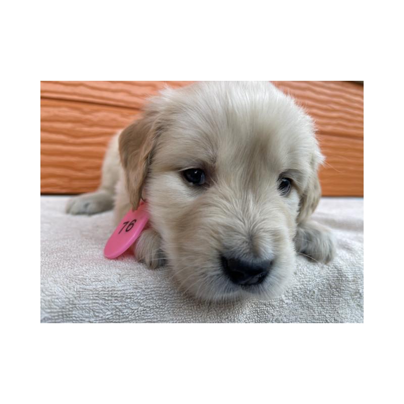 販売中の茨城県のゴールデンレトリーバー-433551