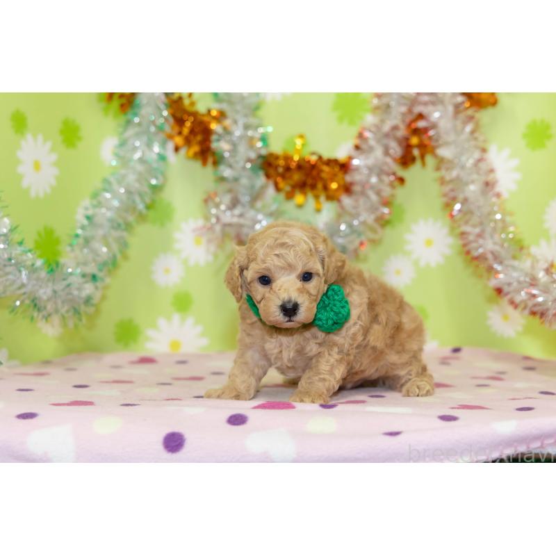 販売中の大分県のタイニープードル-433552の4枚目