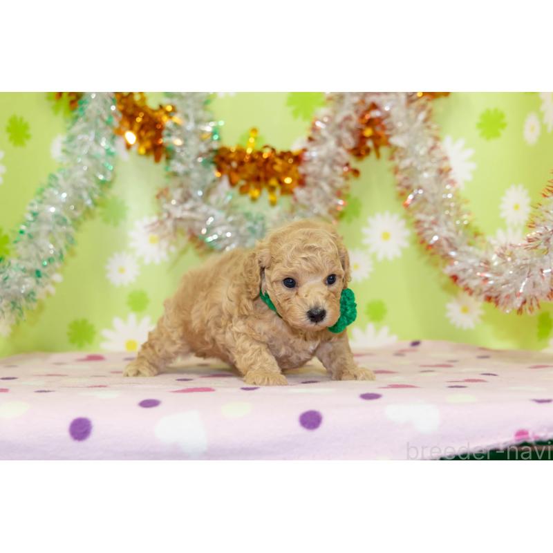 販売中の大分県のタイニープードル-433552の3枚目