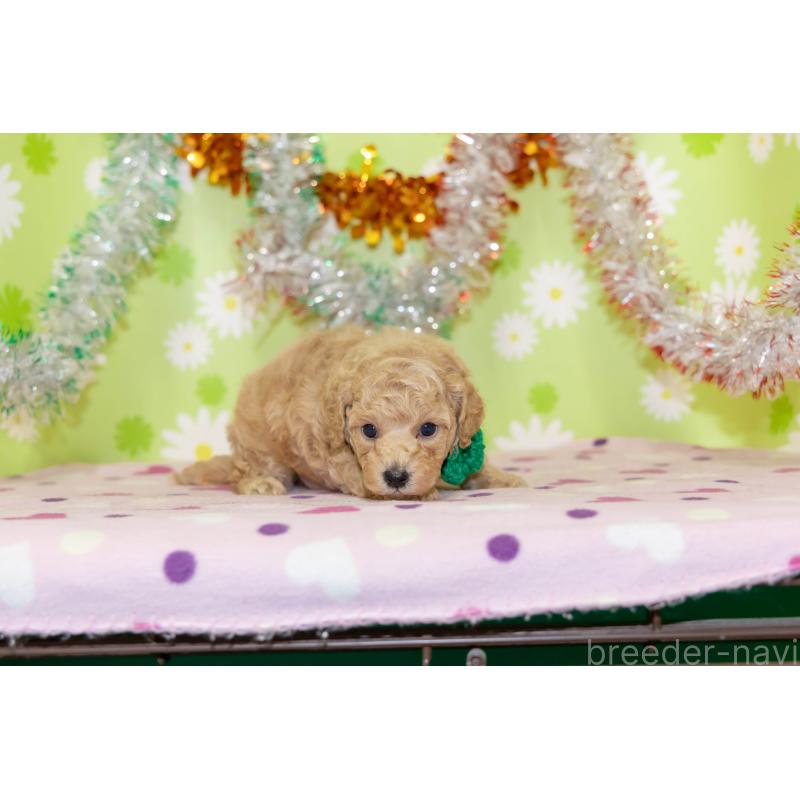 販売中の大分県のタイニープードル-433552の2枚目