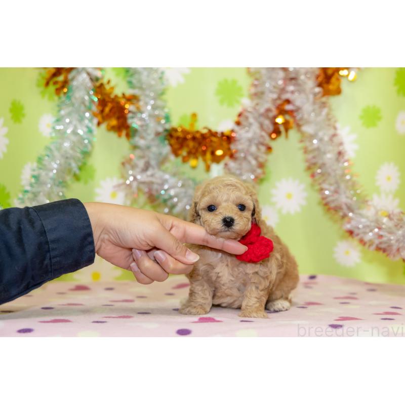 販売中の大分県のタイニープードル-433553の6枚目