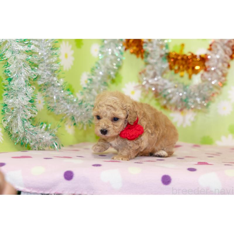 販売中の大分県のタイニープードル-433553の5枚目