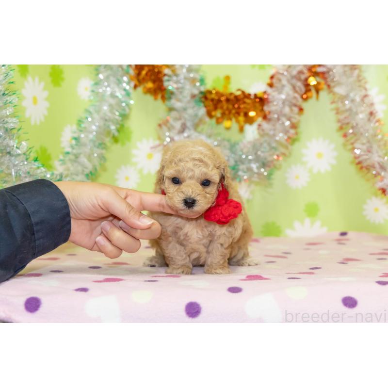 販売中の大分県のタイニープードル-433553の4枚目