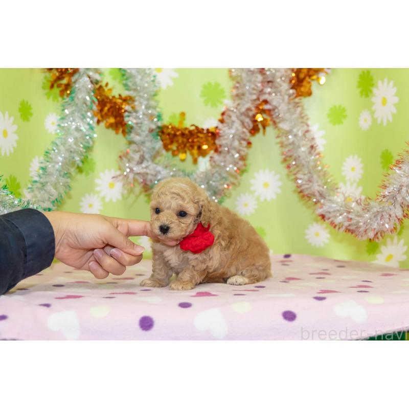 販売中の大分県のタイニープードル-433553の3枚目