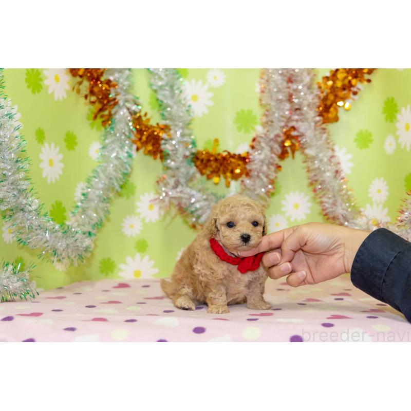 販売中の大分県のタイニープードル-433553の2枚目