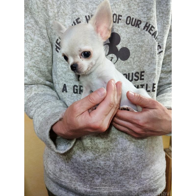 販売中の愛知県のチワワ(スムースコート)-416147の3枚目