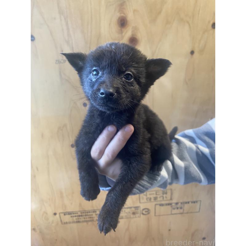 成約済の静岡県の甲斐犬-431062の2枚目