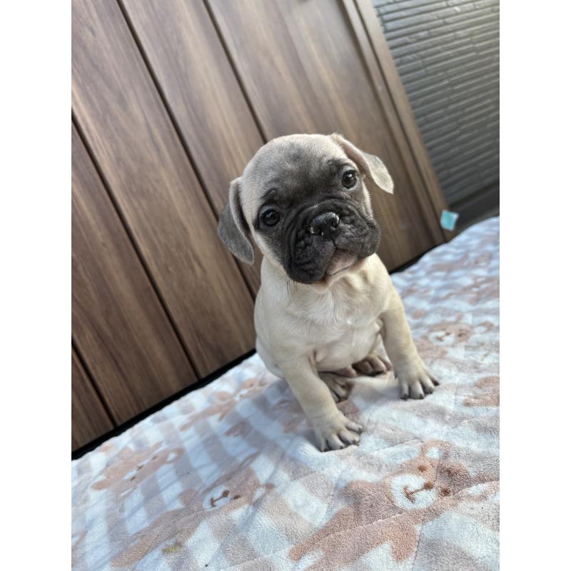 商談中の京都府のフレンチブルドッグ-422755の9枚目