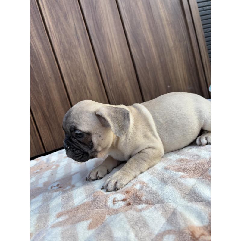 商談中の京都府のフレンチブルドッグ-422755の8枚目