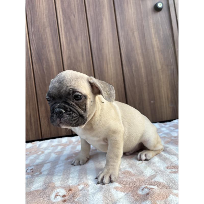 商談中の京都府のフレンチブルドッグ-422755の7枚目