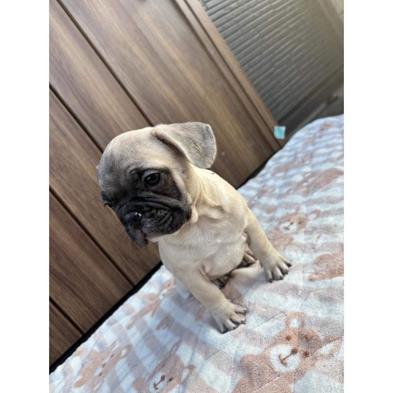 商談中の京都府のフレンチブルドッグ-422755の5枚目