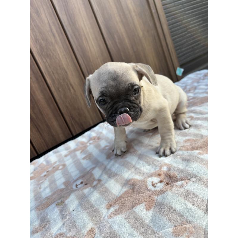 商談中の京都府のフレンチブルドッグ-422755の4枚目