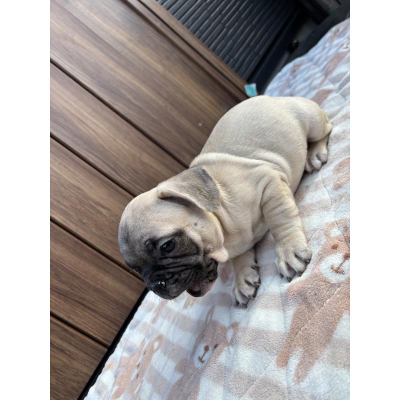 商談中の京都府のフレンチブルドッグ-422755の3枚目