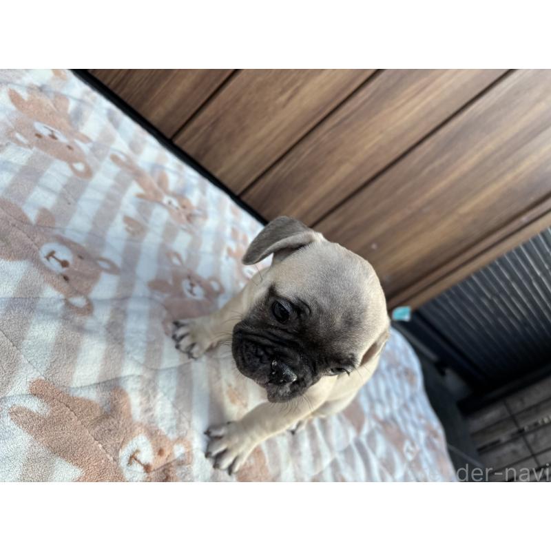 商談中の京都府のフレンチブルドッグ-422755の2枚目