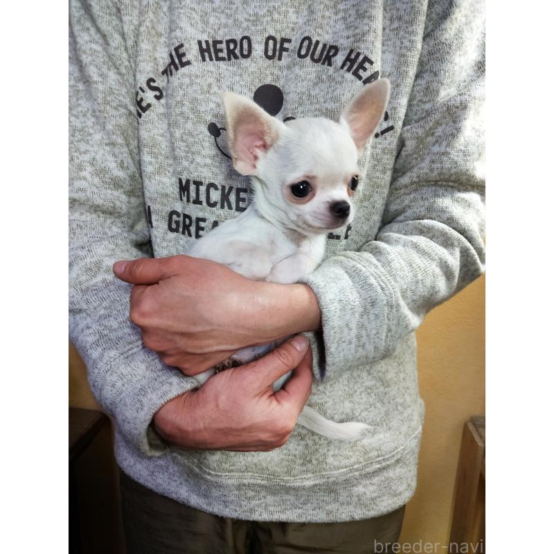 販売中の愛知県のチワワ(スムースコート)-416146の3枚目