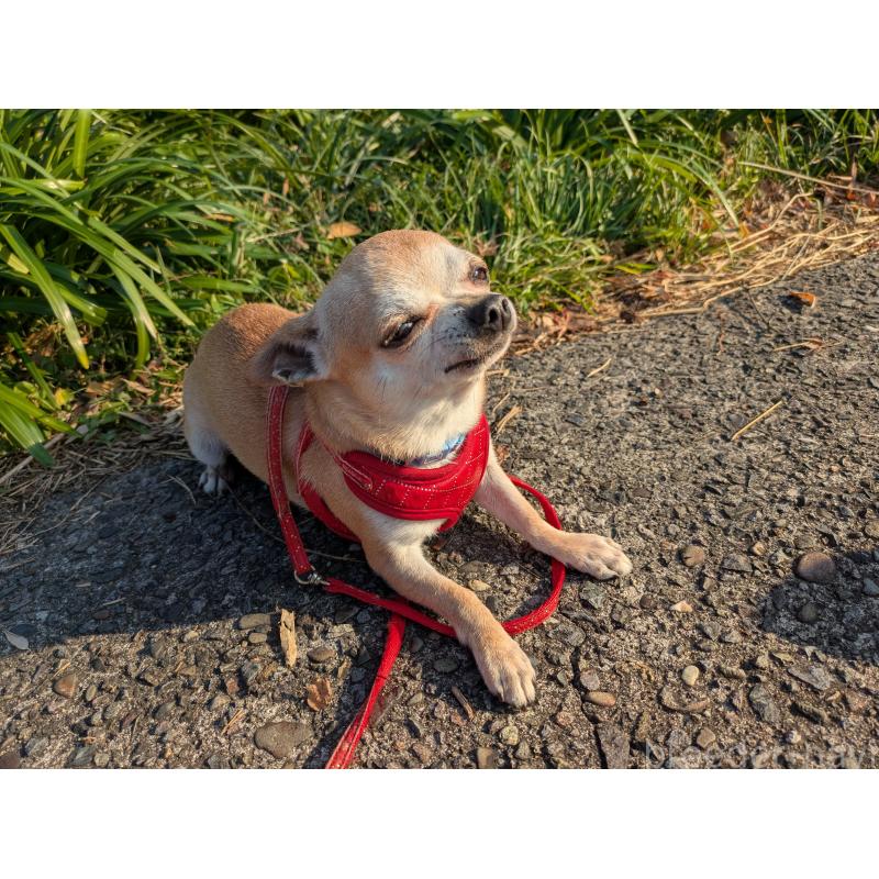 販売中の大分県のチワワ(スムースコート)-433557の7枚目