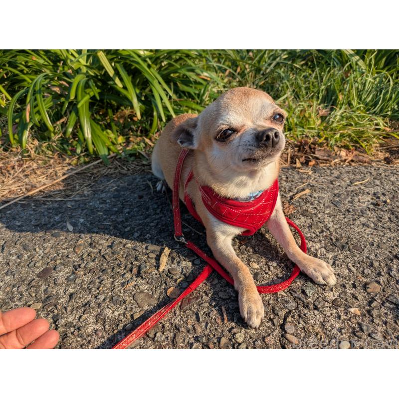 販売中の大分県のチワワ(スムースコート)-433557の6枚目