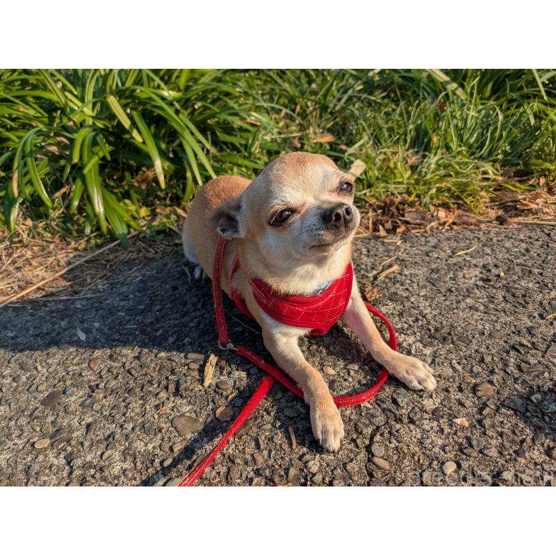 販売中の大分県のチワワ(スムースコート)-433557の5枚目