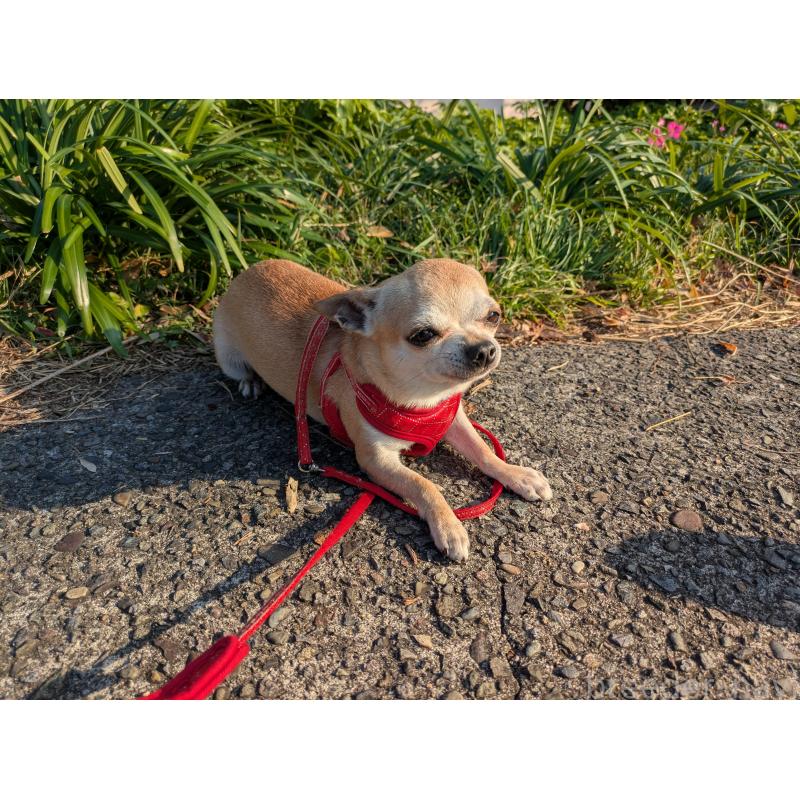 販売中の大分県のチワワ(スムースコート)-433557の4枚目