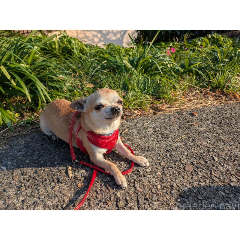 販売中の大分県のチワワ(スムースコート)-433557の3枚目