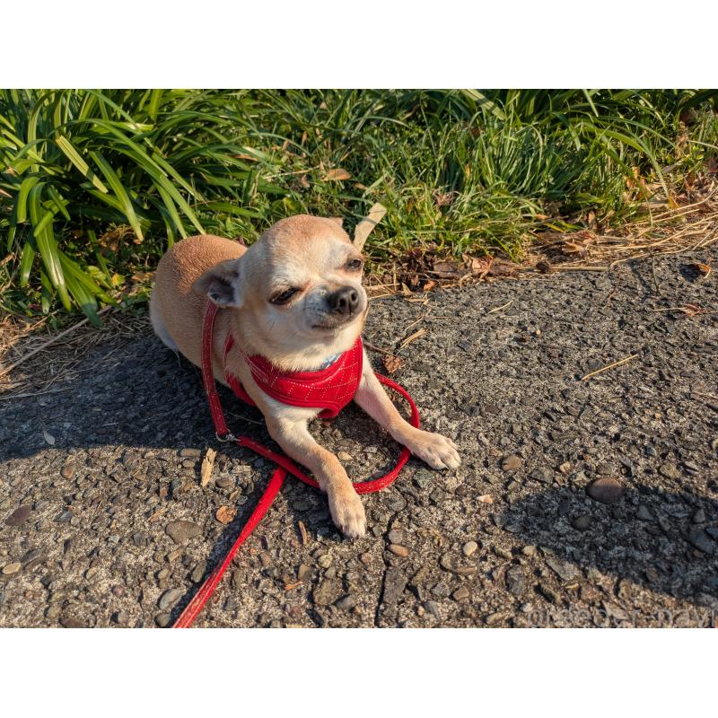 販売中の大分県のチワワ(スムースコート)-433557の2枚目