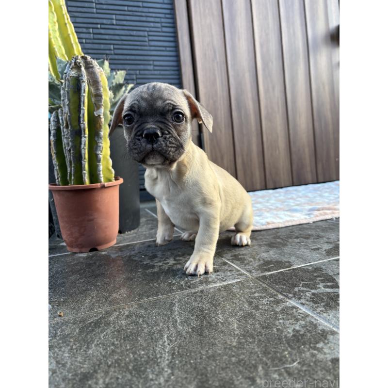 販売中の京都府のフレンチブルドッグ-422756