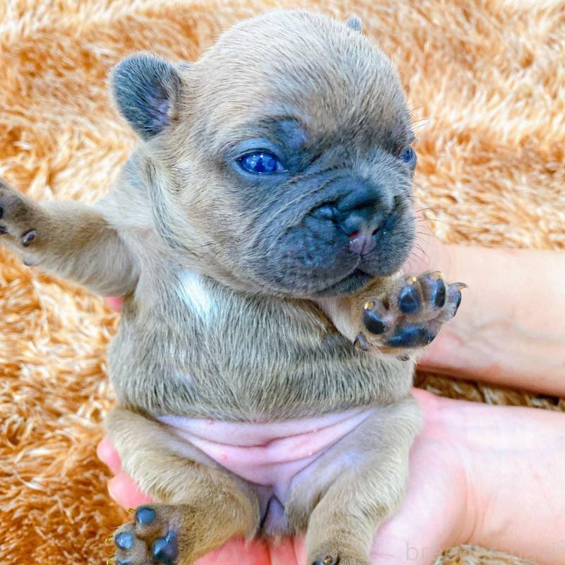 販売中の鹿児島県のフレンチブルドッグ-432045