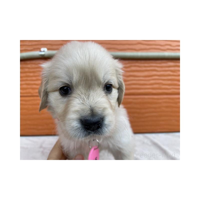 販売中の茨城県のゴールデンレトリーバー-433558の9枚目