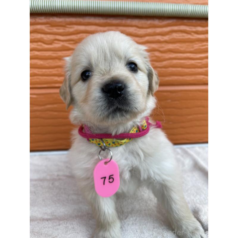 販売中の茨城県のゴールデンレトリーバー-433558の8枚目