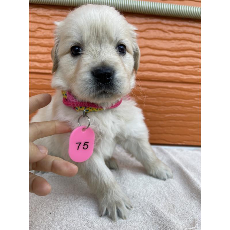 販売中の茨城県のゴールデンレトリーバー-433558の7枚目