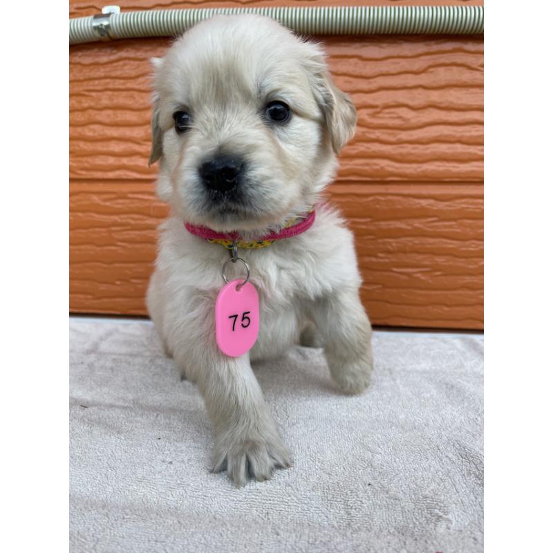 販売中の茨城県のゴールデンレトリーバー-433558の6枚目