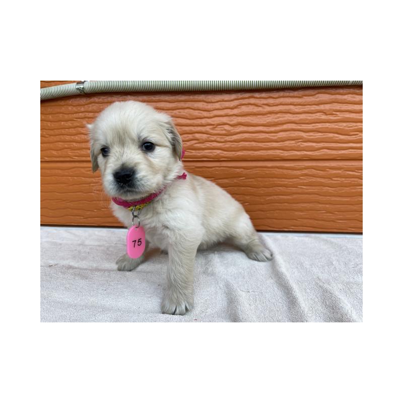 販売中の茨城県のゴールデンレトリーバー-433558の5枚目