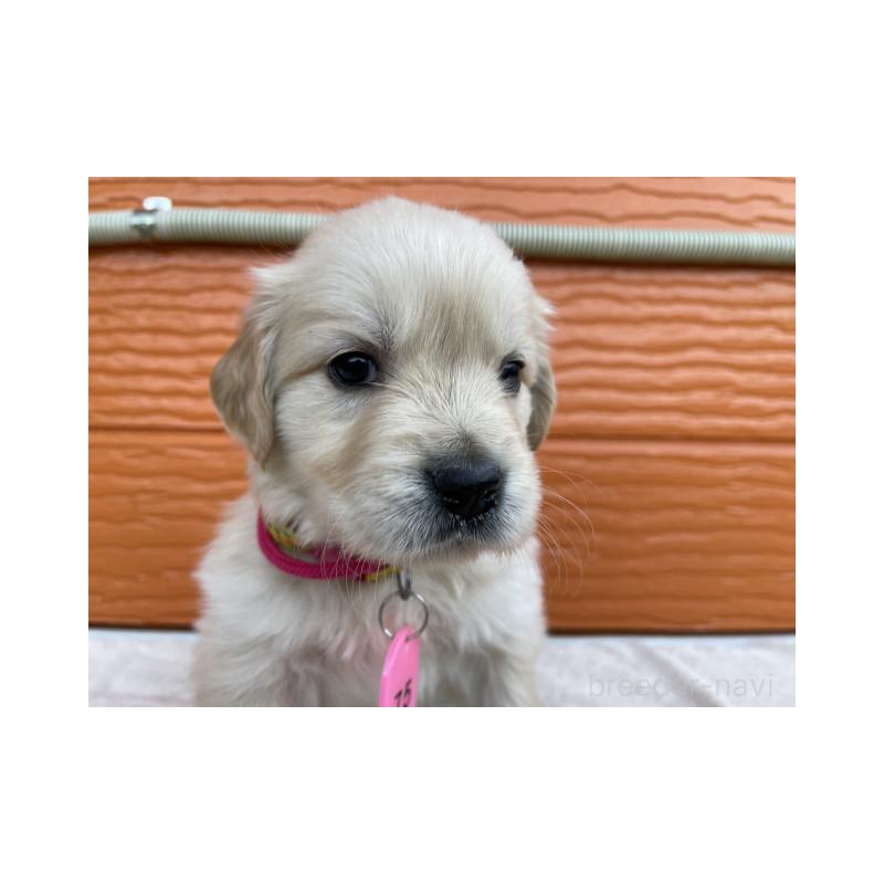 販売中の茨城県のゴールデンレトリーバー-433558の4枚目