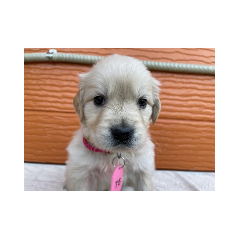 販売中の茨城県のゴールデンレトリーバー-433558の3枚目