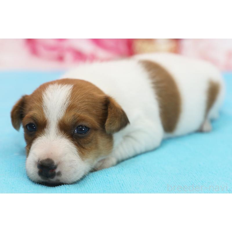 販売中の神奈川県のジャックラッセルテリア-433559