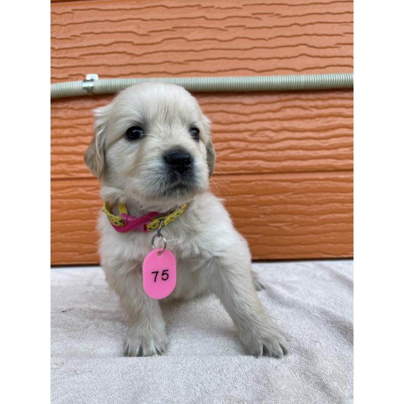 販売中の茨城県のゴールデンレトリーバー-433558の2枚目