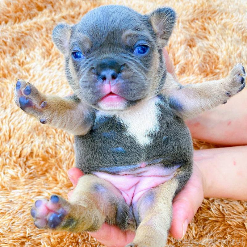 販売中の鹿児島県のフレンチブルドッグ-432047