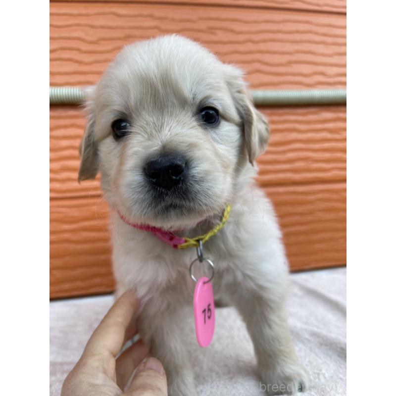 販売中の茨城県のゴールデンレトリーバー-433558