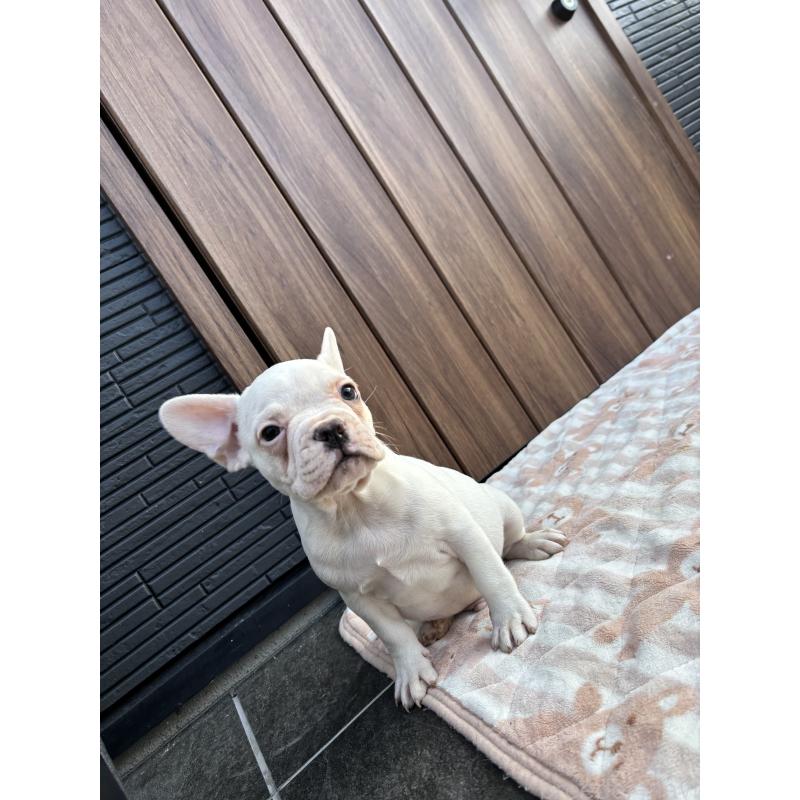 販売中の京都府のフレンチブルドッグ-422757