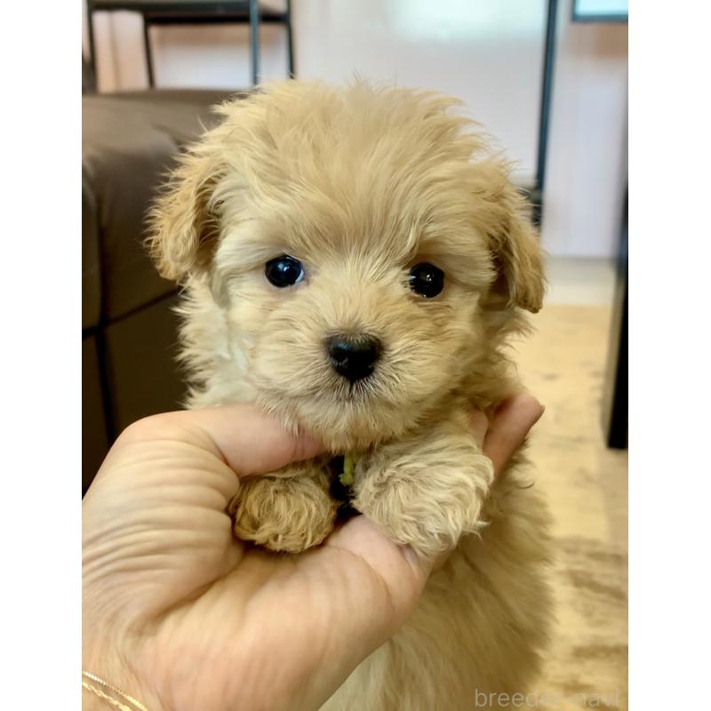 販売中の滋賀県のポメプー:ポメラニアン×トイプードル-432844