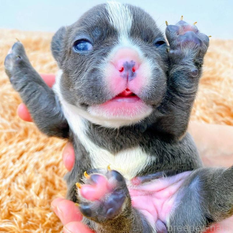 販売中の鹿児島県のフレンチブルドッグ-432050